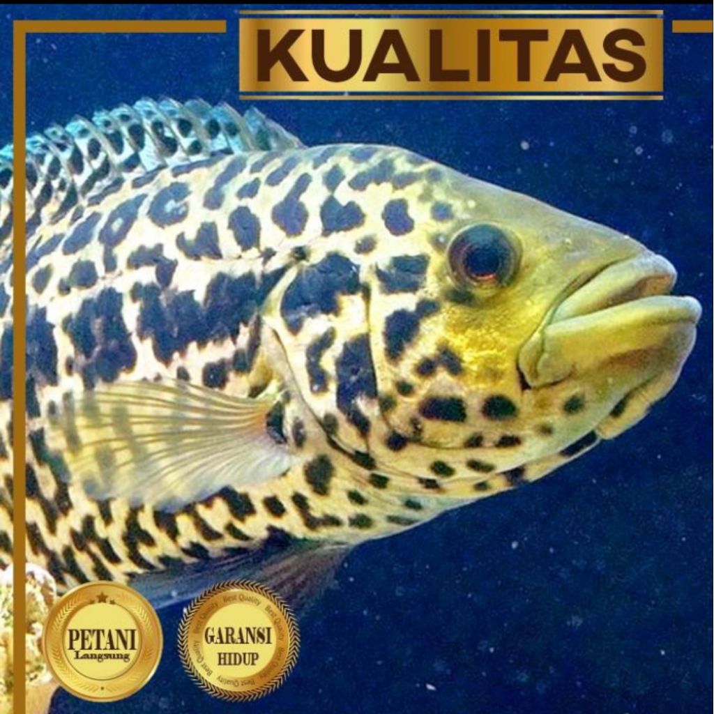 Jaguar Cichlid Managuense Ikan HIas
