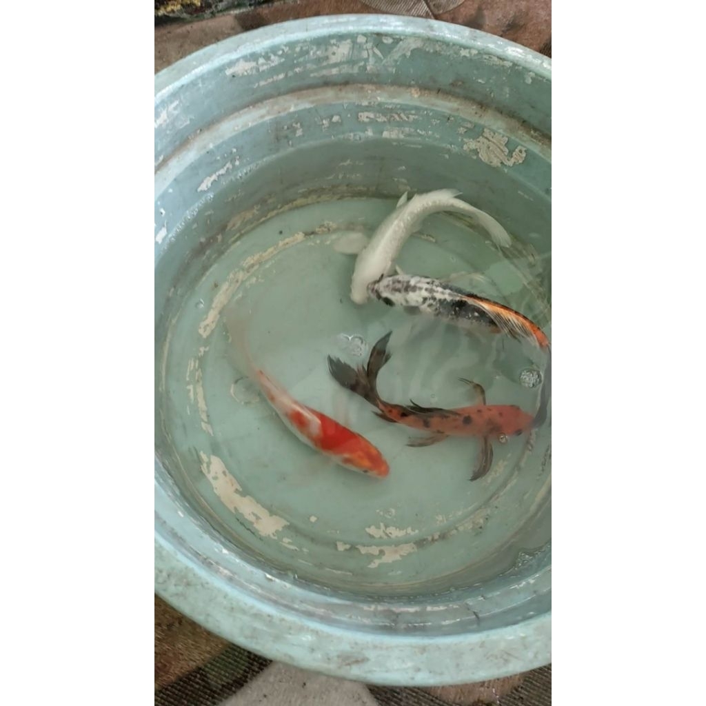 Paket Koi 4 Ekor Kohaku Slayer, Utsuri Slayer, Platinum Ginrin, Kumpay Instan Only
