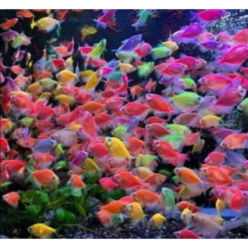 ikan Glowfish tetra warna warni termurah