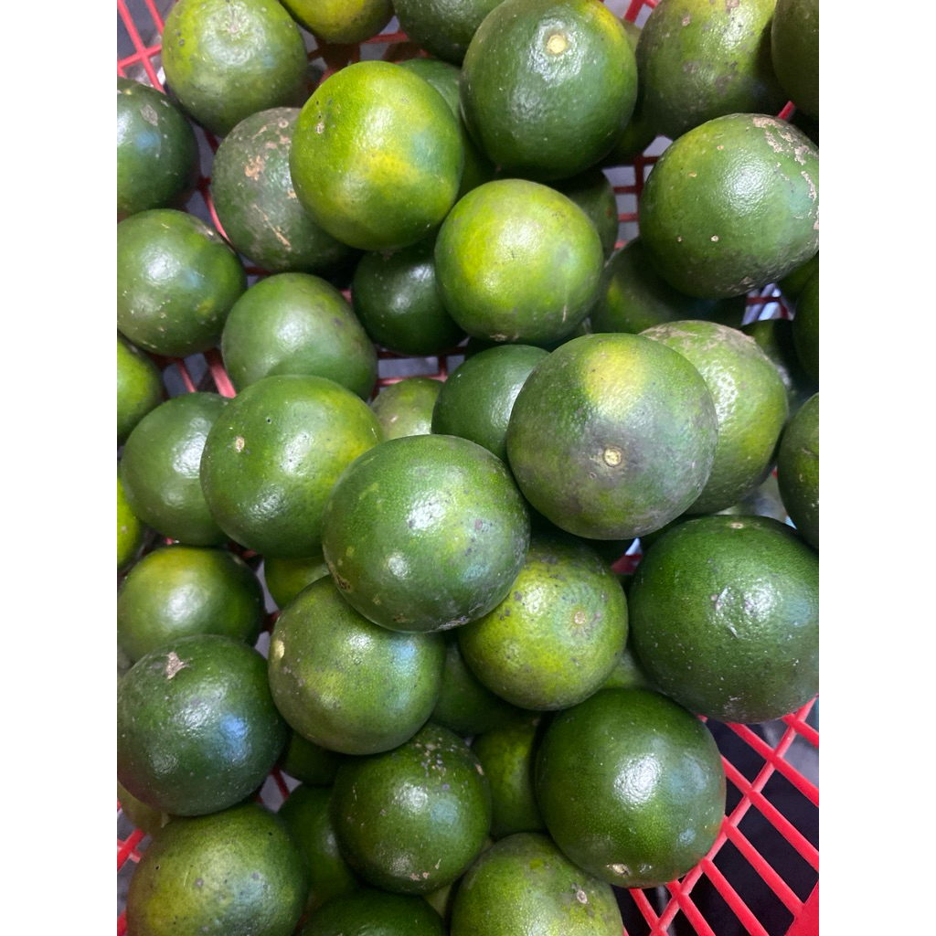 jeruk peras murah/ jeruk peras es/ jeruk peras 1kg