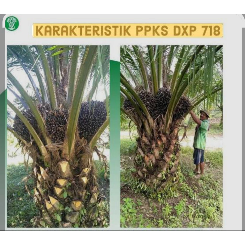 Benih sawit Unggul PPKS 718 berkualitas