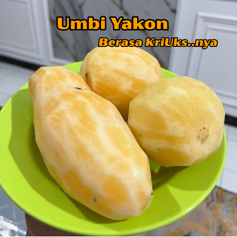 Umbi Yakon Segar 1kg (Tanaman Insulin) - Obat Diabetes Alami Wonosobo