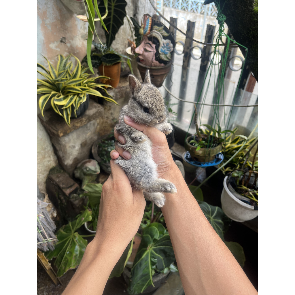 KELINCI HIAS | NEDHERLAND DWARF