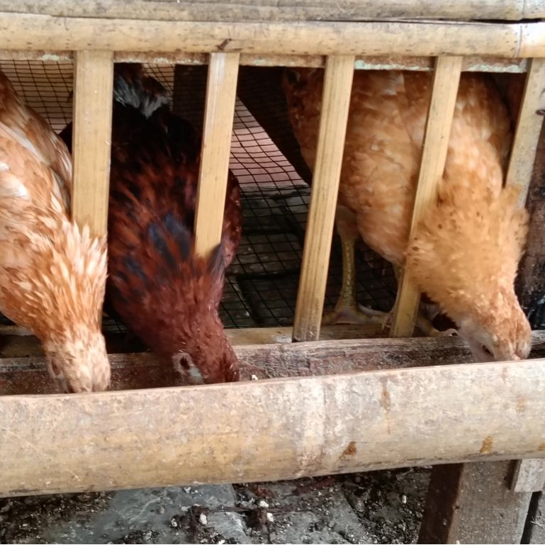 Ayam Petelur Kampung Pedaging Kub Aka Elba Unggul Umur 2 bulan
