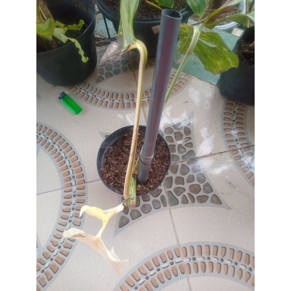 Monstera white tiger