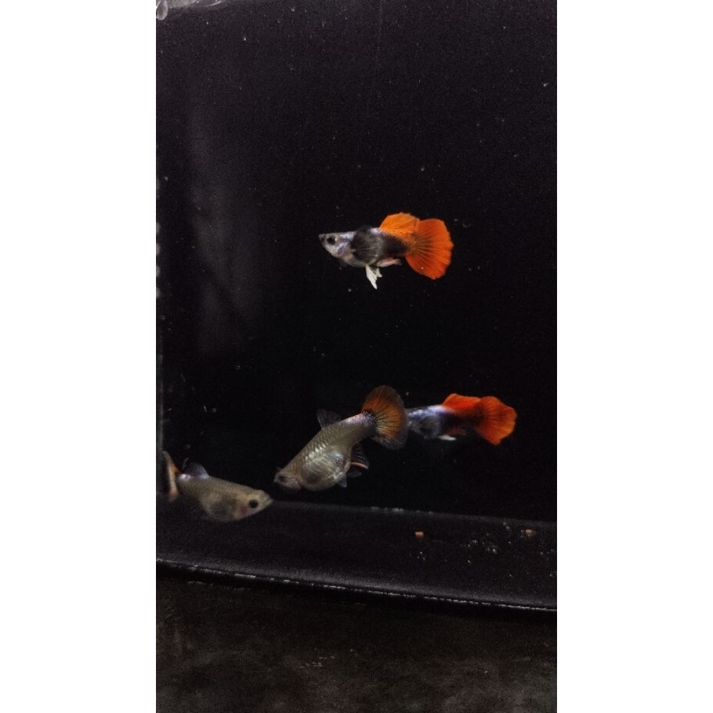 PRTDE Shortbody Premium Sepasang Indukan Siap KawinPRTDE Shortbody Fancy Guppy Premium PairPRTDE Sho