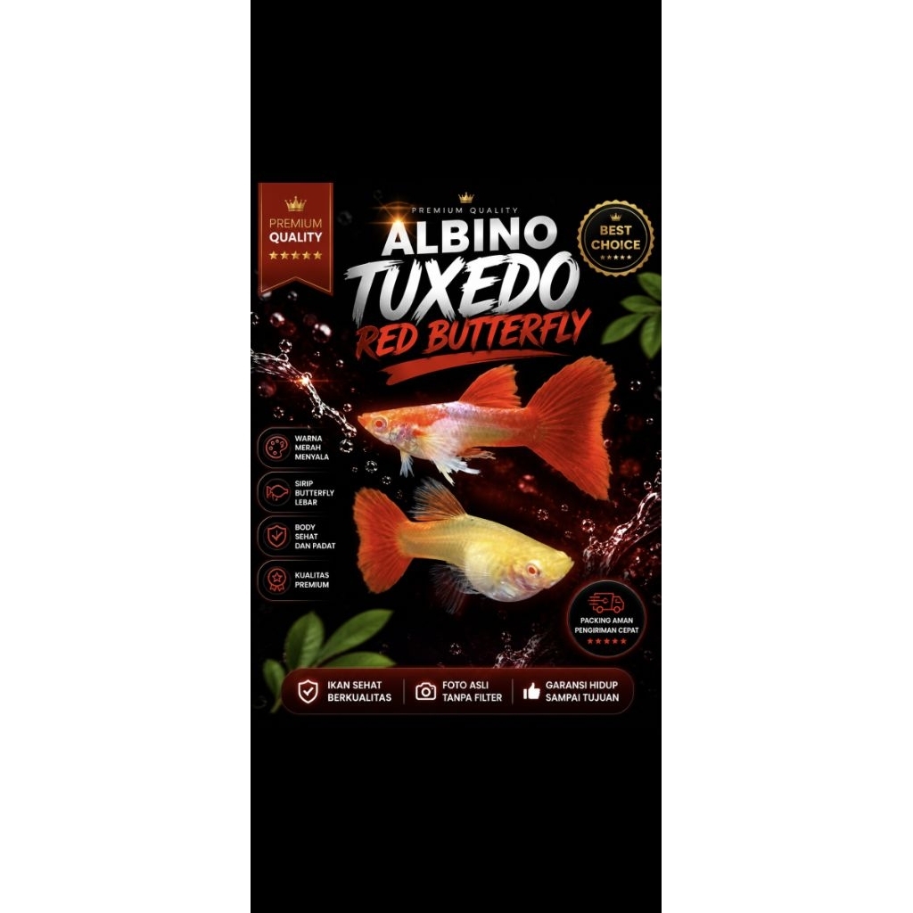 MAINAN Guppy Albino Tuxedo Red Butterfly Premium SepasangGuppy Albino Red Butterfly Tuxedo Rare Qual