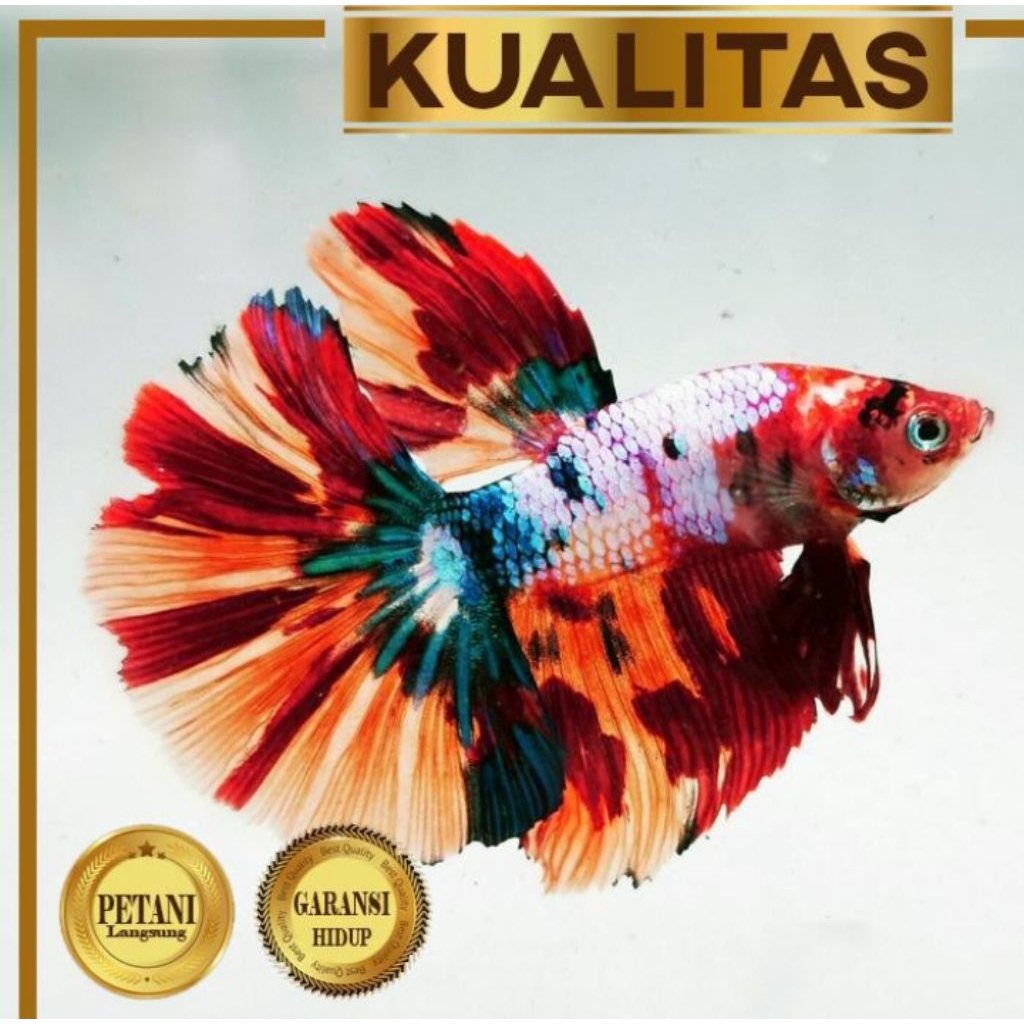 Cupang Halfmoon Multicolor Ikan Hias
