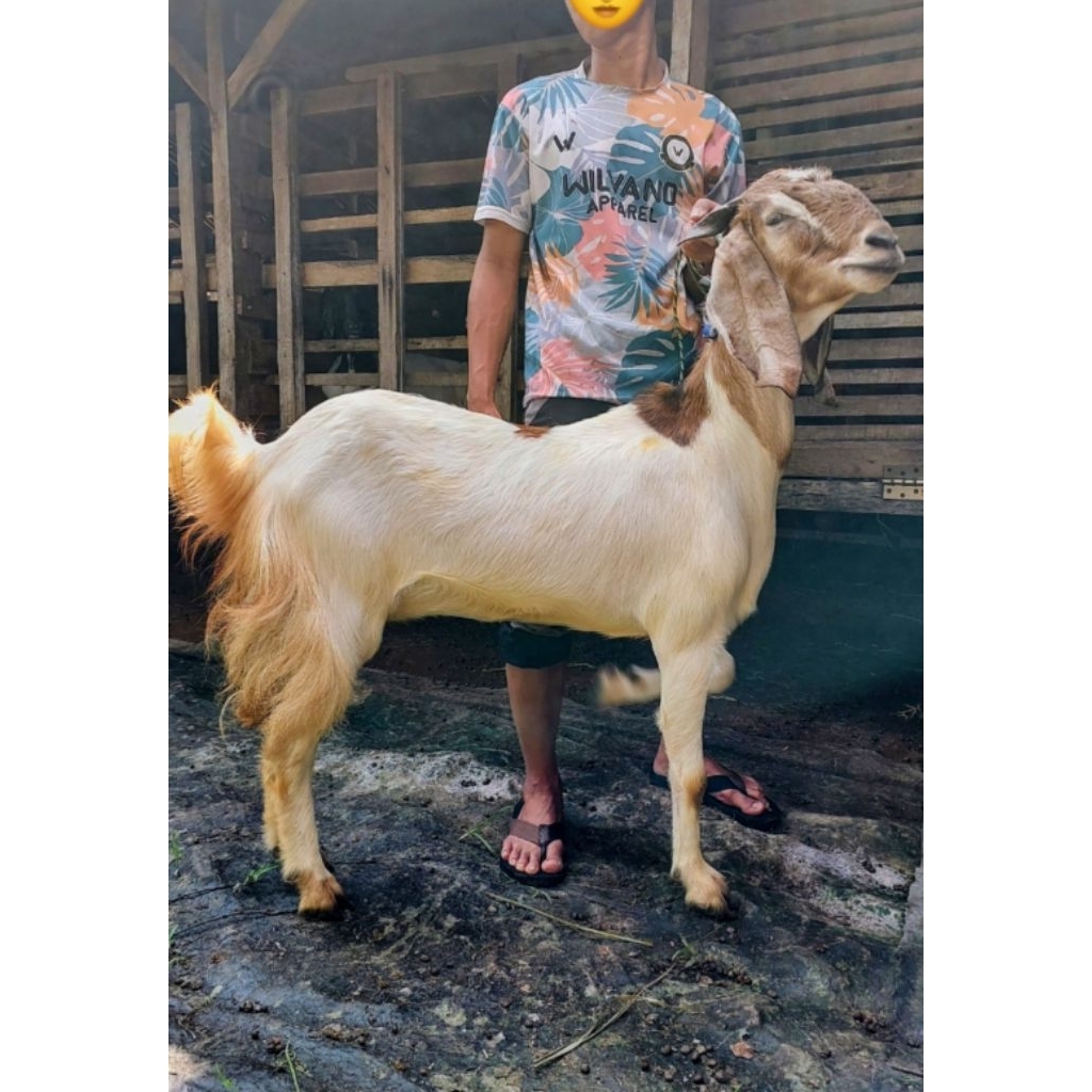 KURBAN BIANG. Kambing dan Domba.