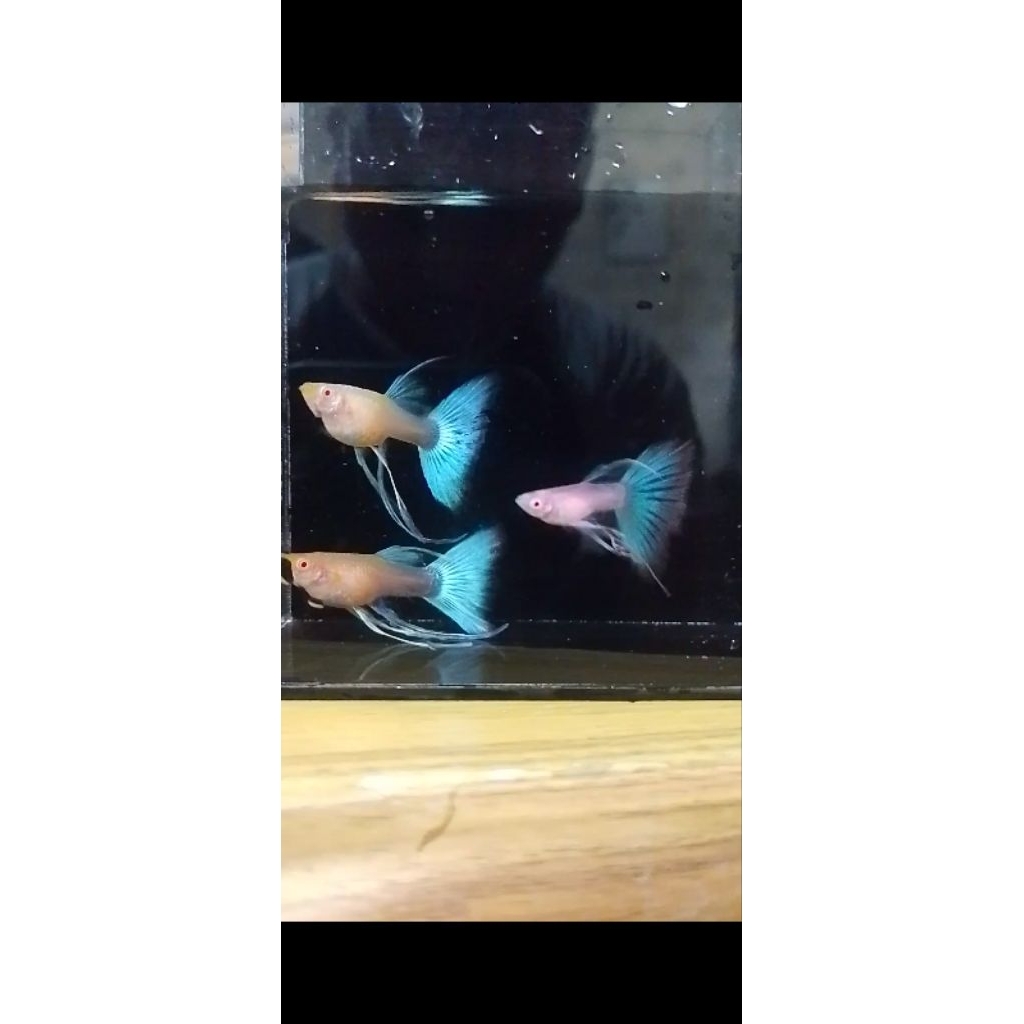Guppy sky blue