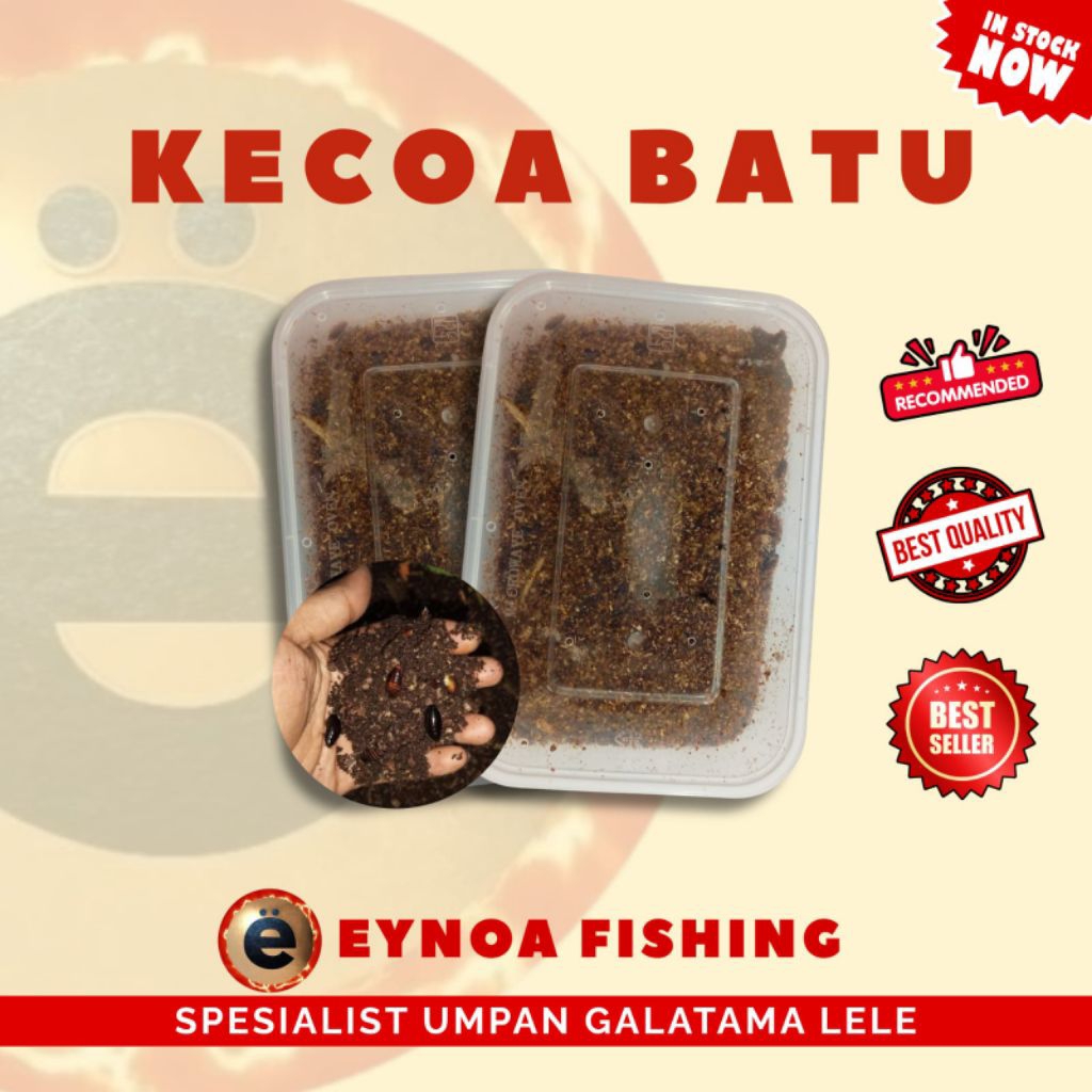 terklak/ kecoa batu umpan