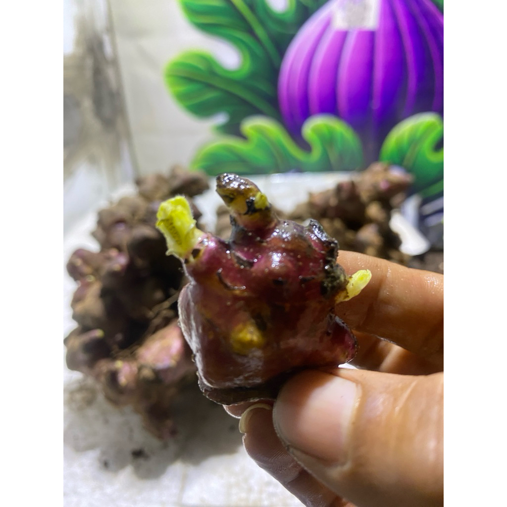 bibit ubi yacon mukai tumbuh tunas murah
