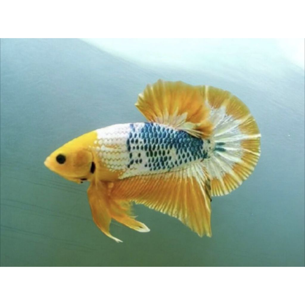 Fccp Yellow + Plakat fancy Yellow