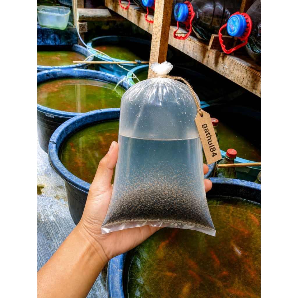 pakan ikan / starter kultur / kutir / kutu air moina