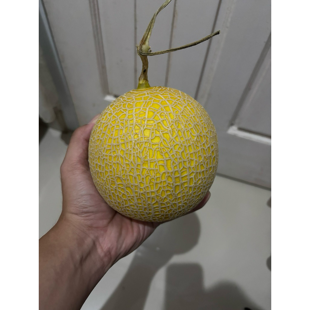 Melon Golden Emerald / Inthanon