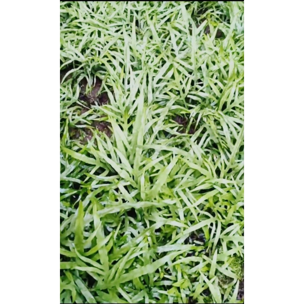 kadaka trident tanaman aquascape