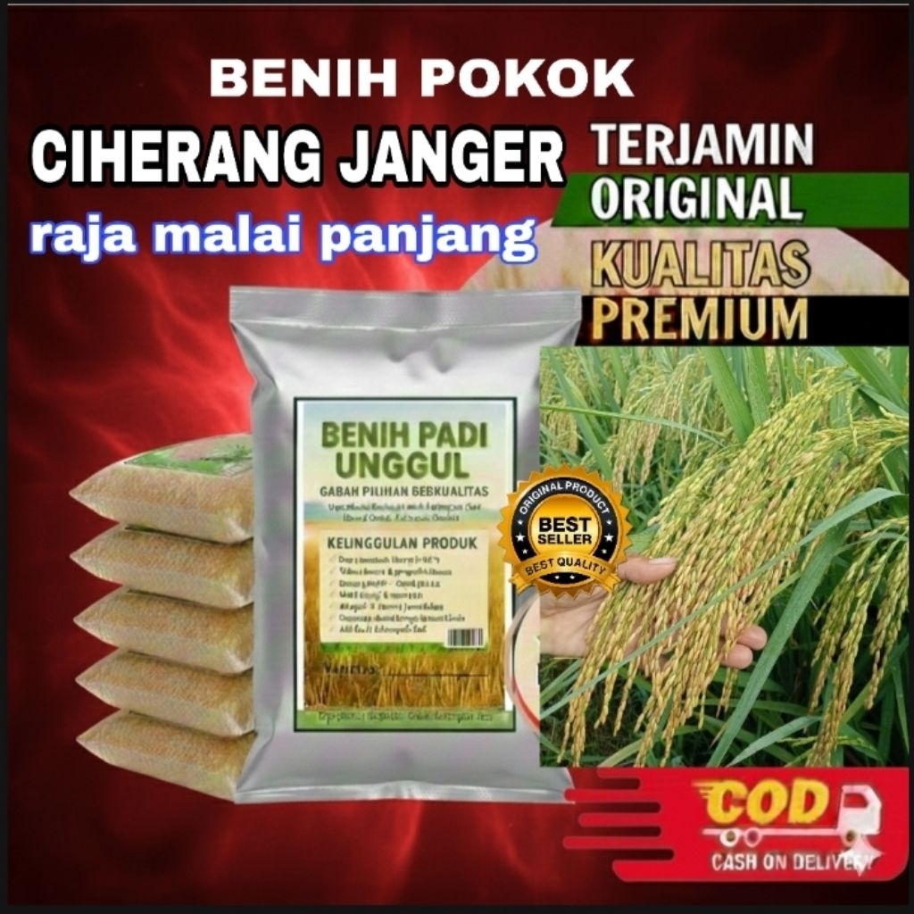 Benih Padi Ciherang Janger: Primadona Petani, Hasil Melimpah Tekstur Pulen