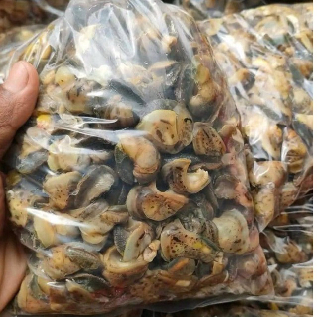 BEKICOT REBUSAN MATANG 1kg SEGAR FRESH GURAH KEDIRI PENGIRIMAN INSTAN