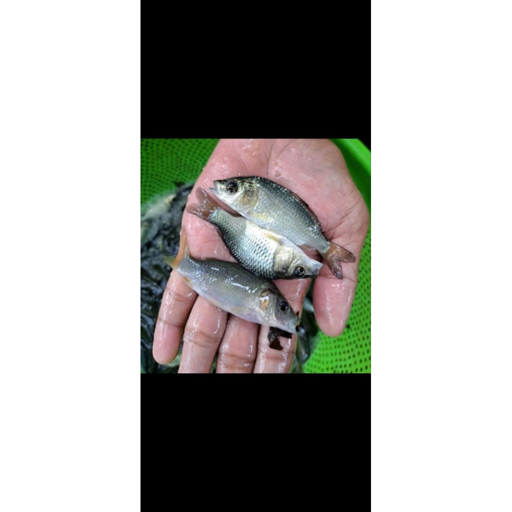 Bibit Ikan Mas Hitam Konsumsi  Ukuran 3-5 Cm
