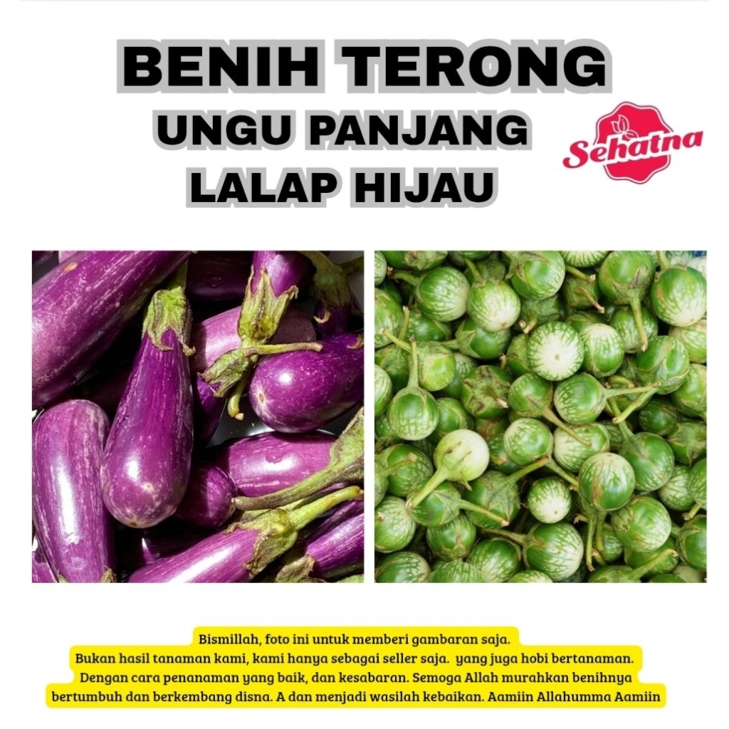 BENIH TERONG UNGU PANJANG, TERONG HIJAU LALAP BENIH SAYUR PALEMBANG