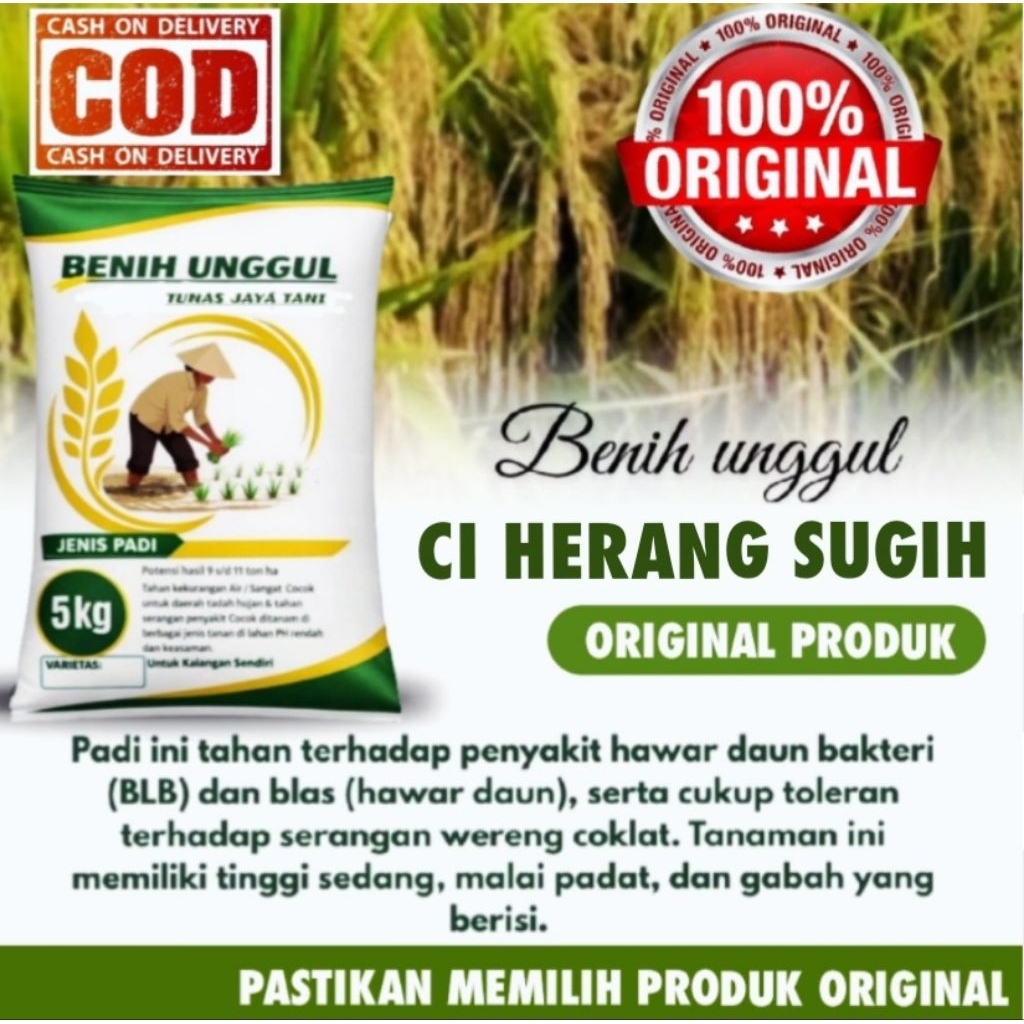 bibit padi , benih padi ciherang sugih