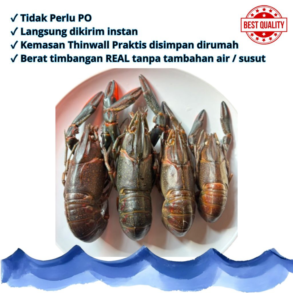 LOBSTER AIR TAWAR - FRESH FROZEN - KEMASAN THINWALL