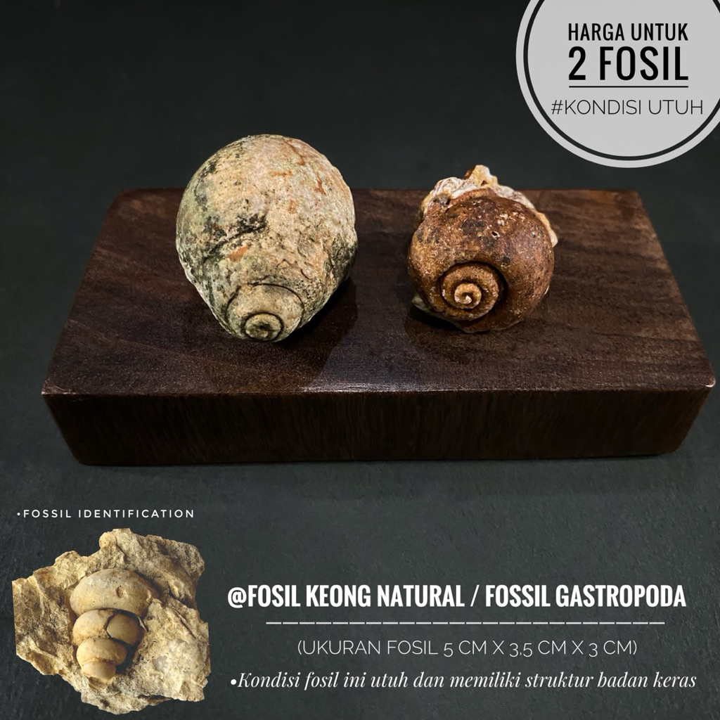 Fosil Keong Purba Natural B97 atau Fossil Snail atau Fosil Gastropoda atau Fosil Kol Buntet Alam ata