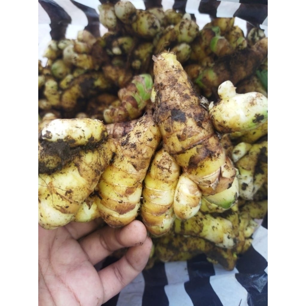 KUNYIT PUTIH SEGAR 1 KILO-KUNYIT PUTIH SEGAR