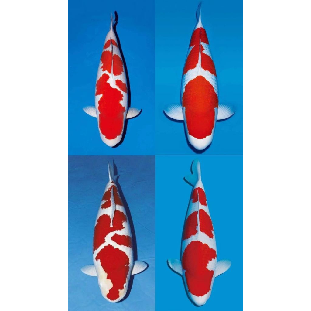 PROMO MURAHH KOI KOHAKU SIZE20-25CM BLITAR SUPER CANTIK BERKUALITAS GRADE A++
