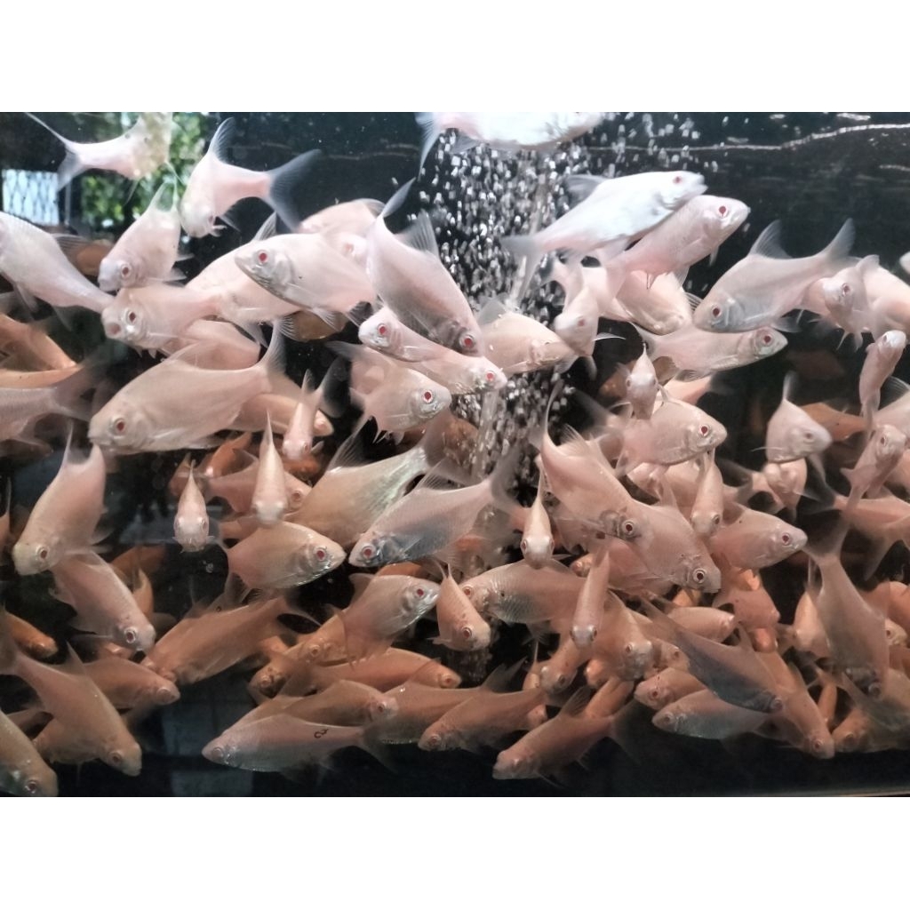 Kaviat albino size 7-8