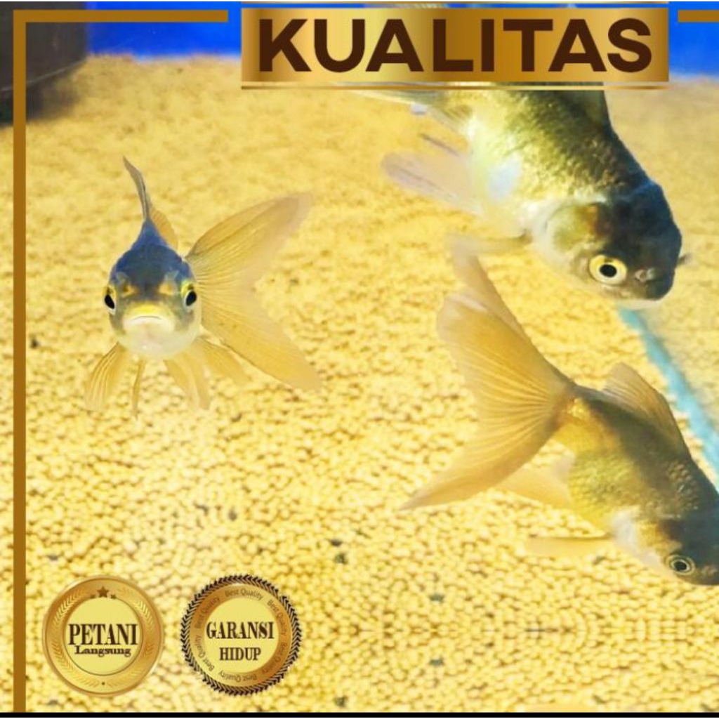 Koki Black Oranda Hitam Ikan Hias