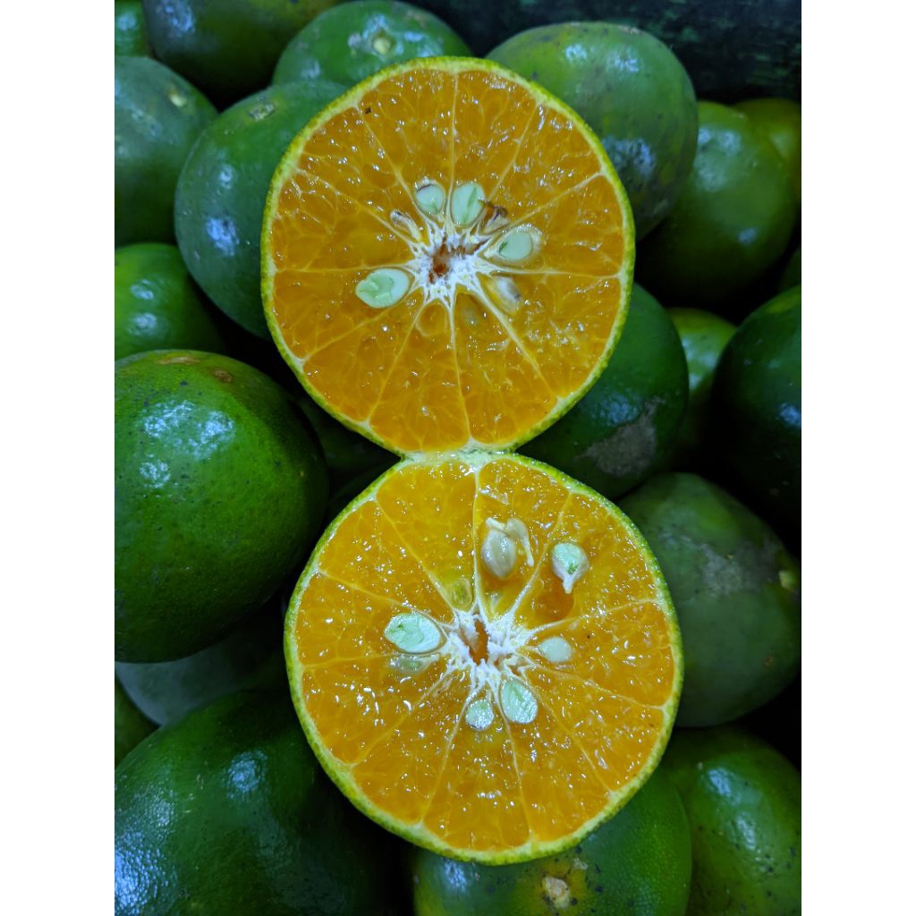 Jeruk peras Jember paket 5kg