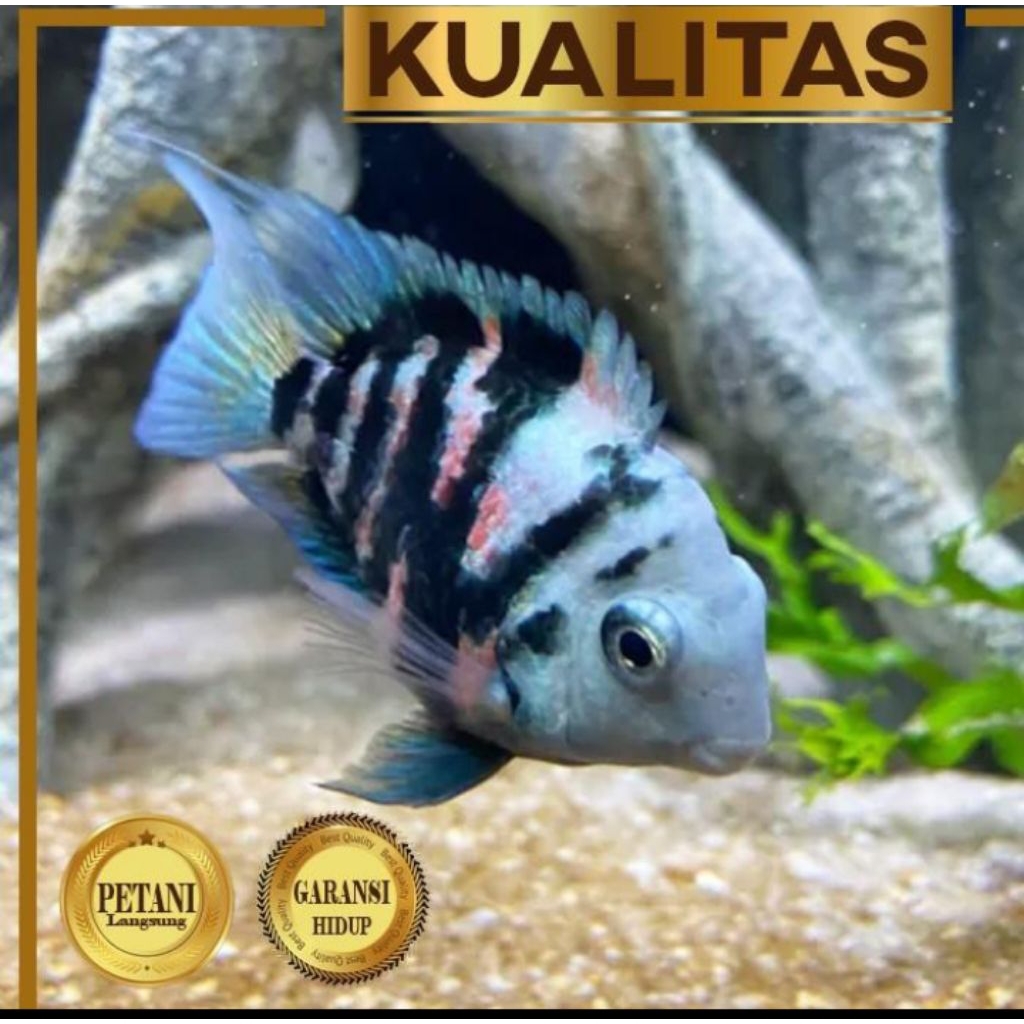 10 ekor Blue Polar Parrot Cichlid Ikan Hias