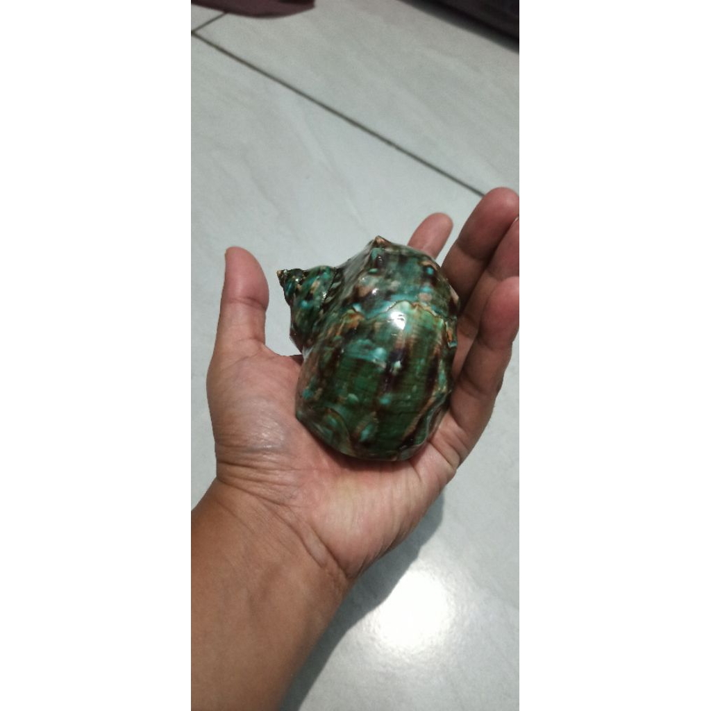 Cangkang kerang kelomang Jumbo rumah keong kumang hermit crab