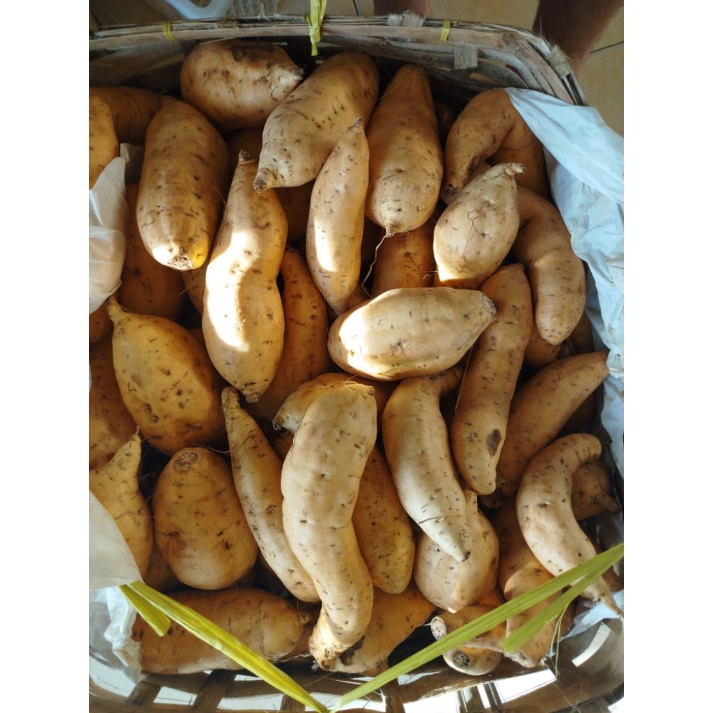 Ubi Cilembu Mentah 1 kg