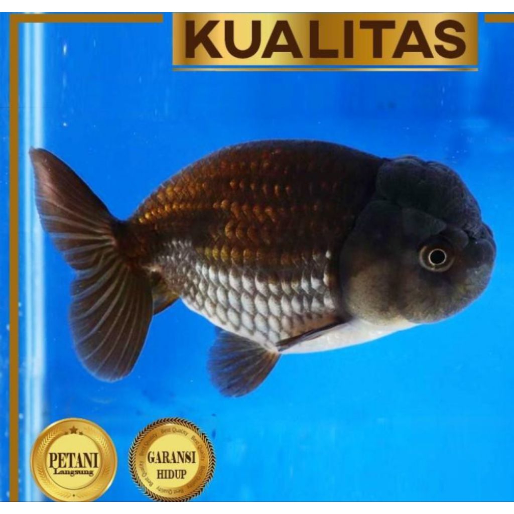 Baby Koki Black Ranchu Ikan Hias Aquascape