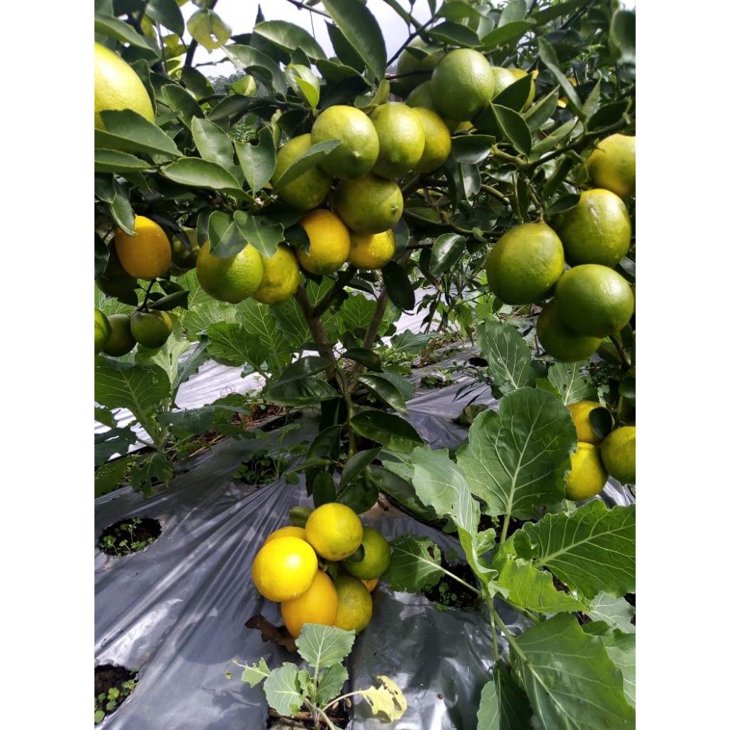 Lemon California 1 Kg