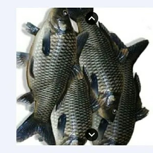 ikan mas segar/masih hidup 1kg