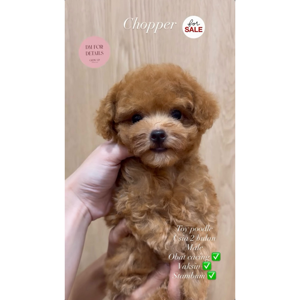 Anakan Toy Poodle Red Poodle