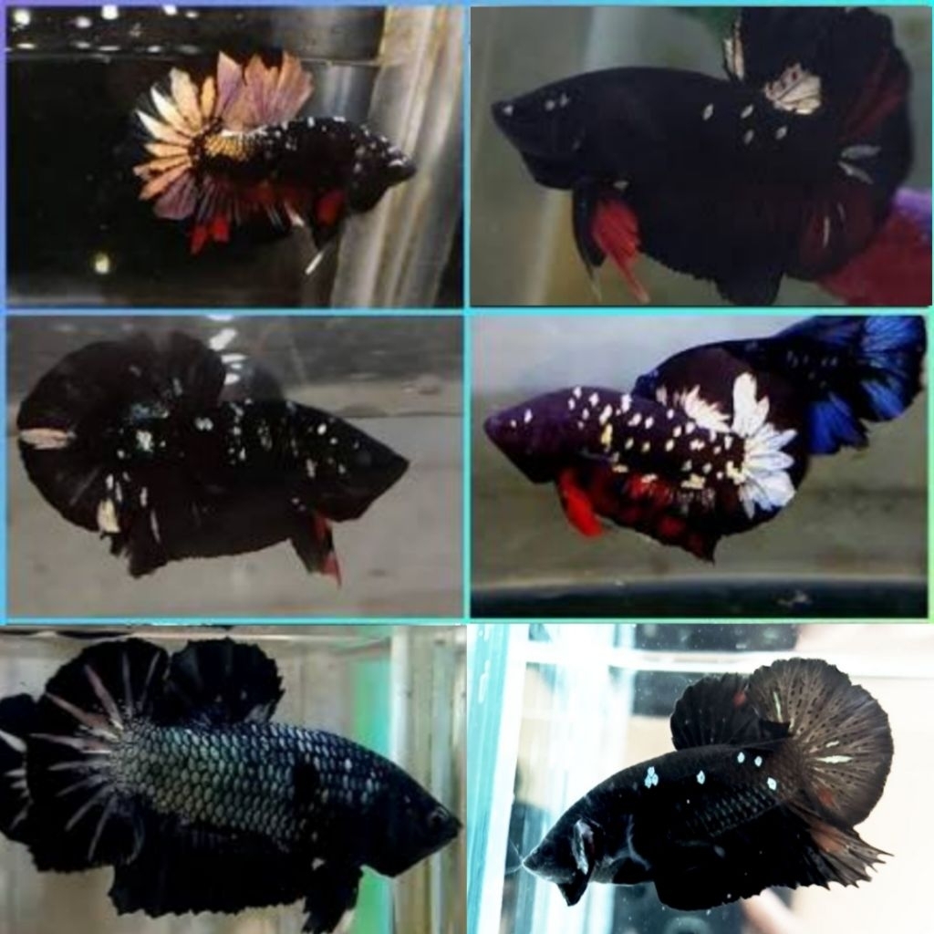 Ikan Cupang Laga Hitam Seri Avatar Cooper- Warna Acak, Kualitas Asli, Umur 3-4 Bulan