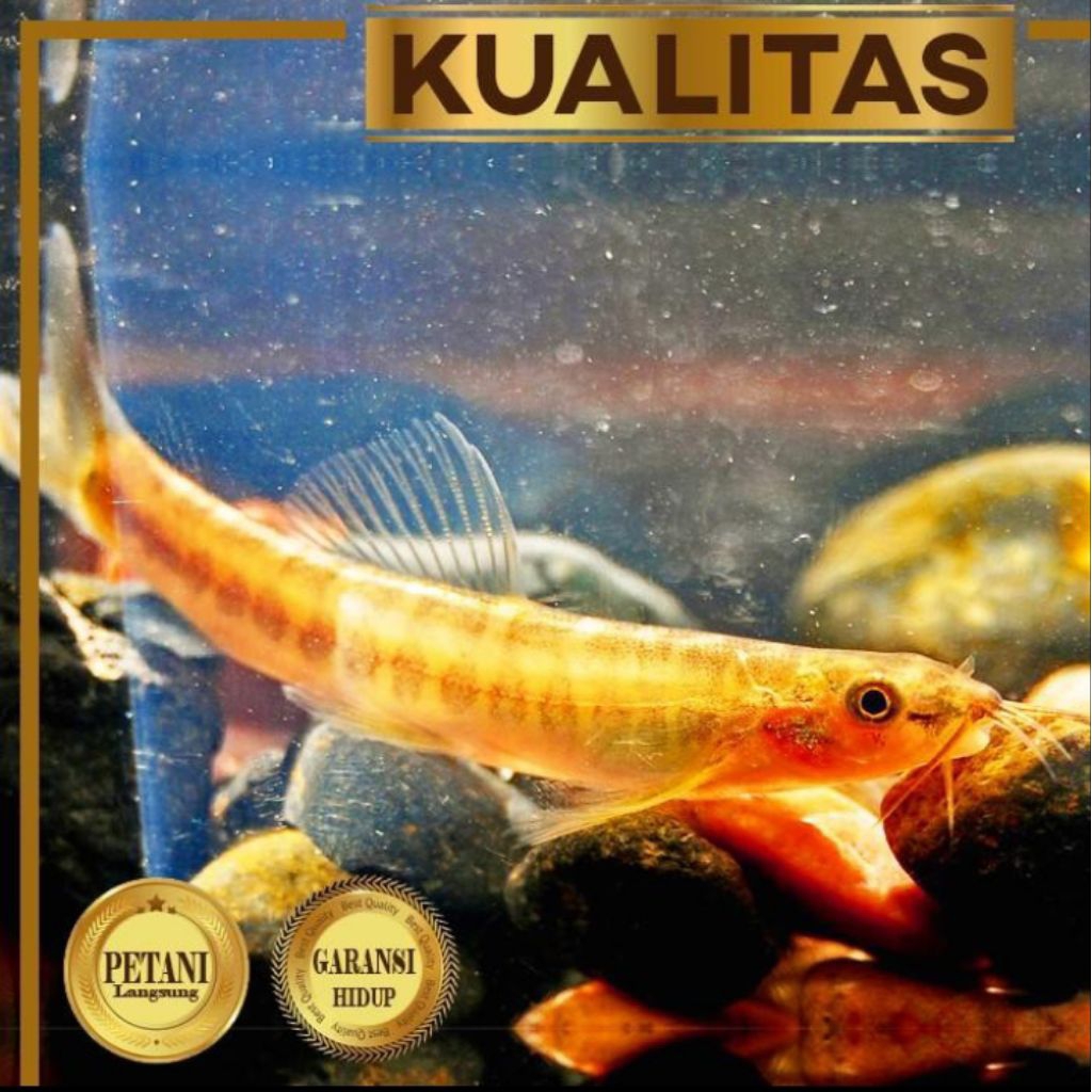 10 ekor Barred Loach