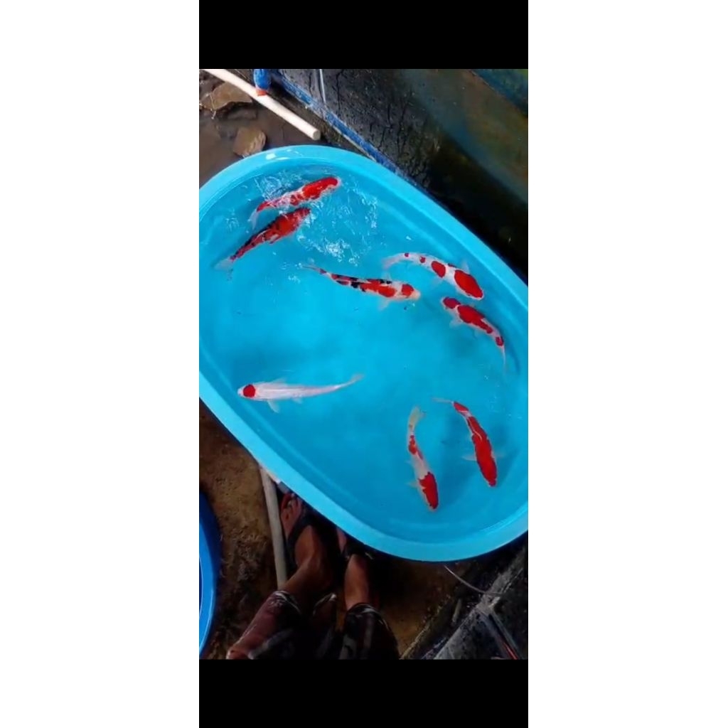 ikan koi blitar jenis kohaku doitsu size 30 cm