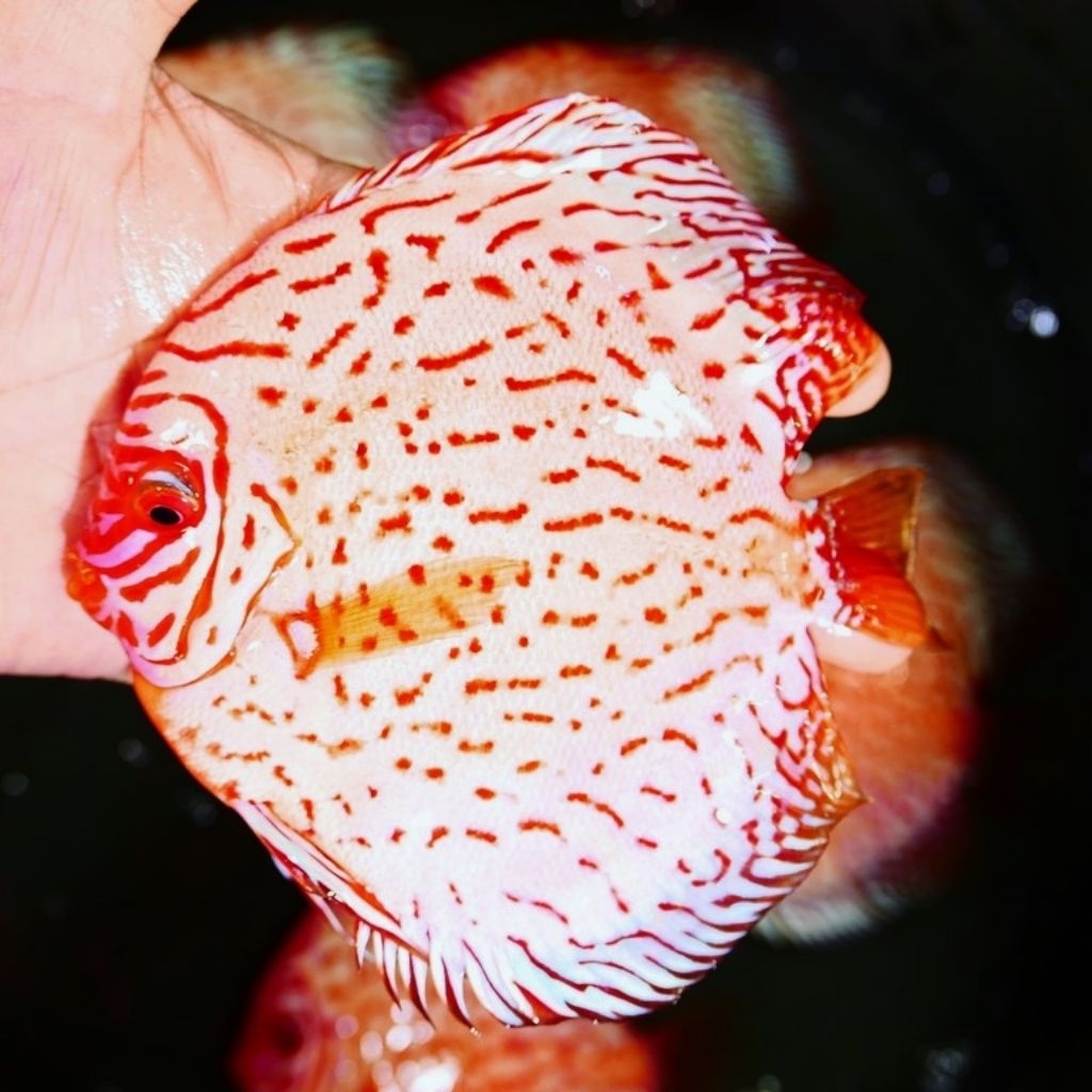 Hiasan Aquarium Discus White Pigeon