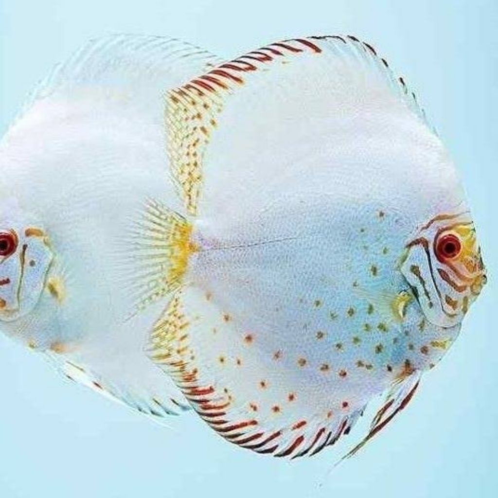 Hiasan Aquarium Discus White Butterfly