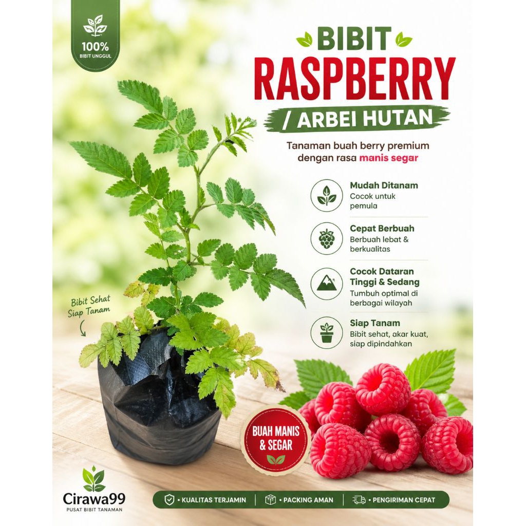 Bibit Tanaman Buah arben hutan buah arbei merah