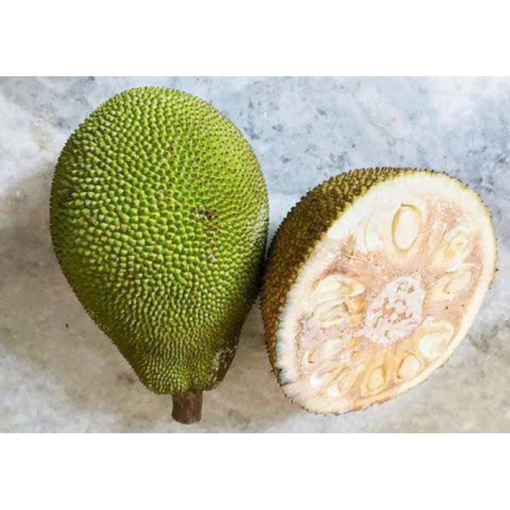 buah nangka muda buat bahan sayur fresh utuh bulat