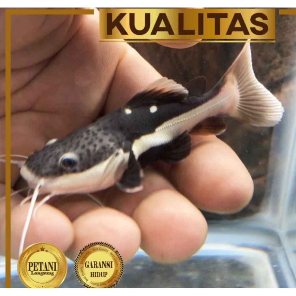 Red Tail Catfish (RTC) Ikan Hias Predator