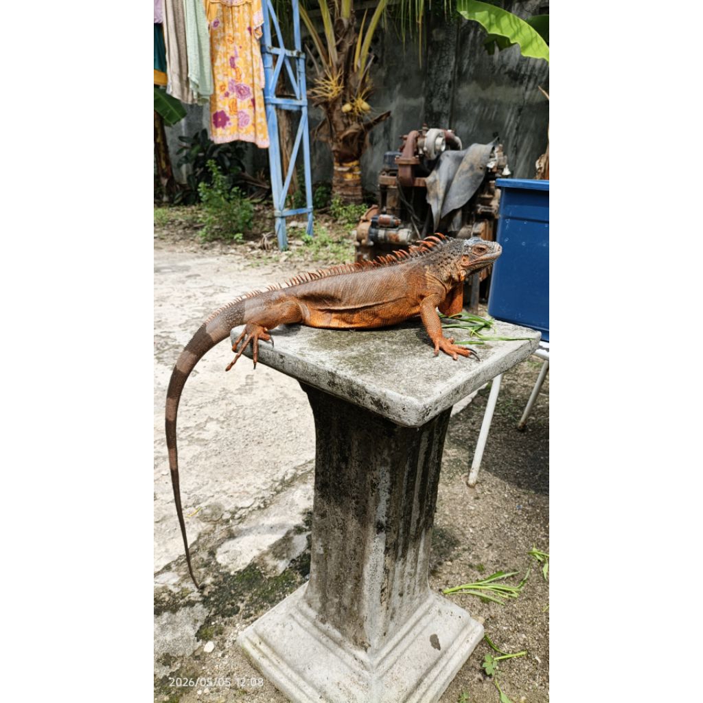 PELET IGUANA SUPER RED / RED IGUANA / SUPER RED