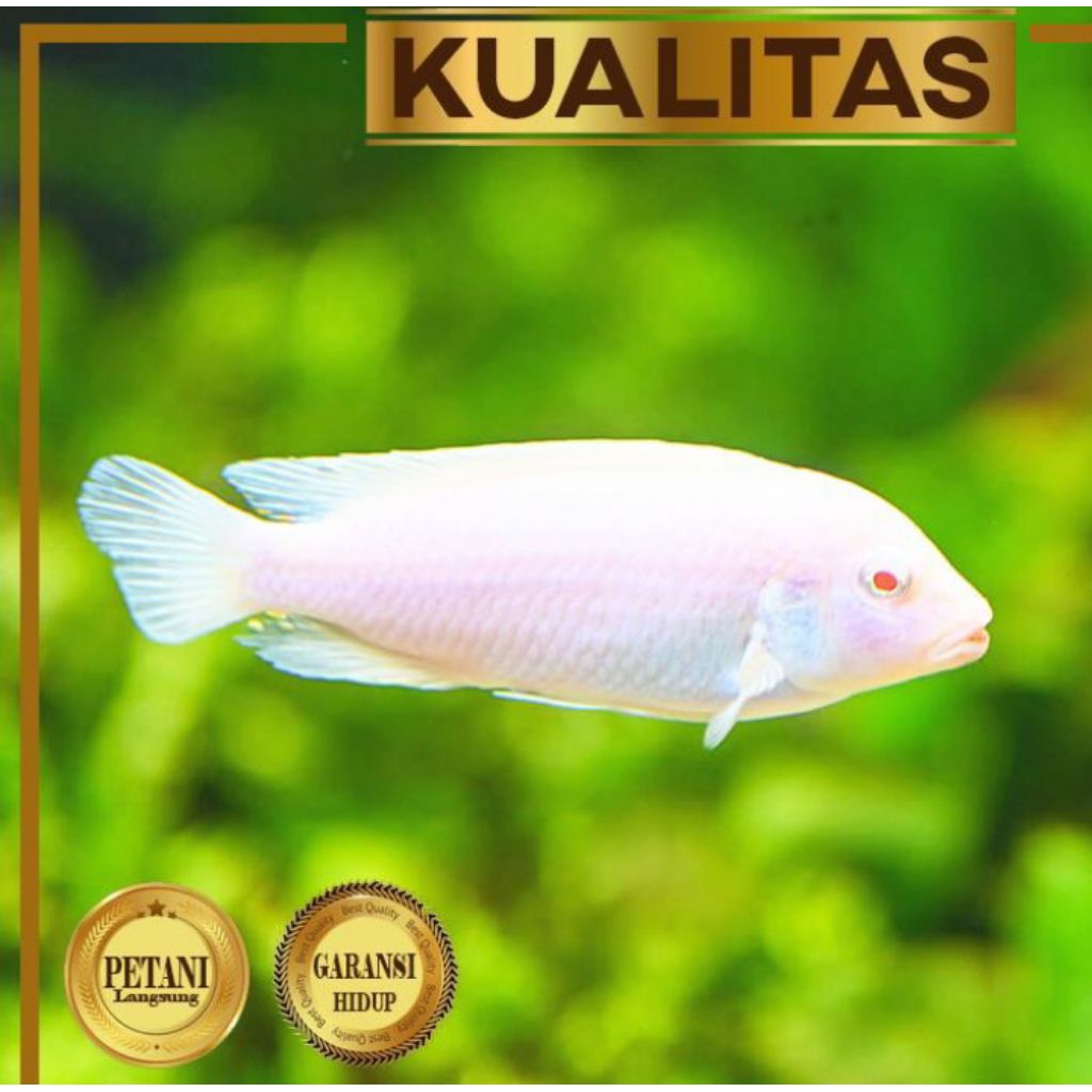 Snow White Cichlid