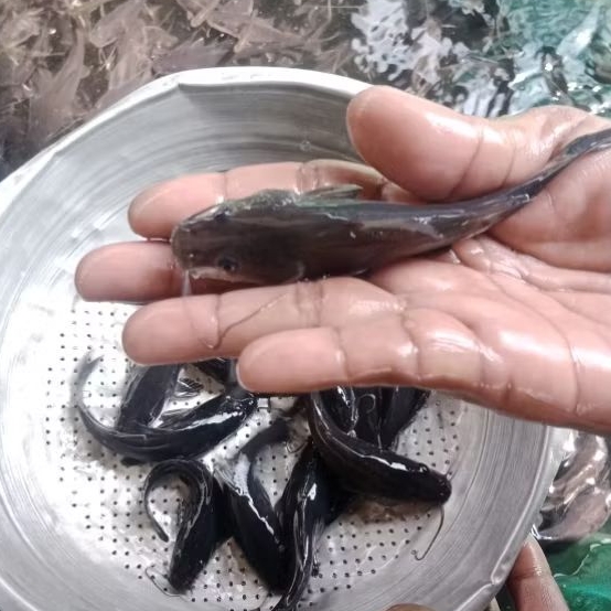 "PAHE" 10 ekor (2-5 cm) Bibit Ikan BEONG/BAUNG (Hemibagrus nemurus) - BACA DESKRIPSI DULU YA